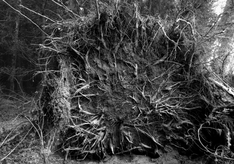 "Forest root", fine screenprint, Debra Solomon, 2015