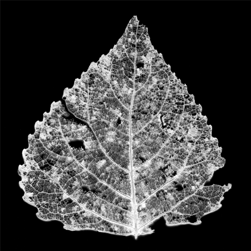 "Leaf skeleton negative", fine screenprint, Debra Solomon, 2015