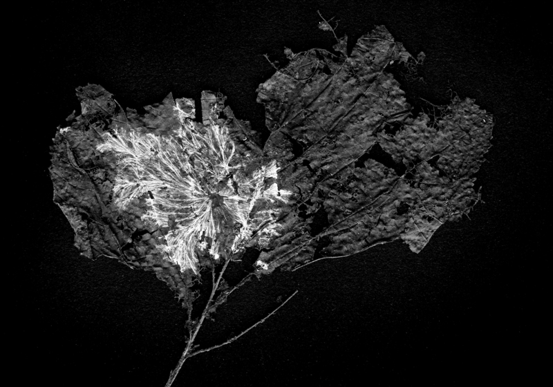 "Mycelium", fine screenprint, Debra Solomon, 2015